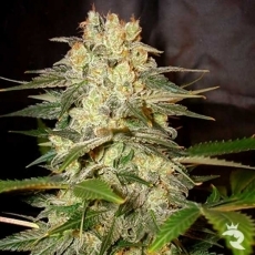 Afghan Kush Ryder Auto (x3)